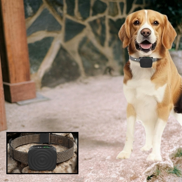 collier de dressage pour chien