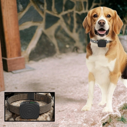 collier de dressage pour chien