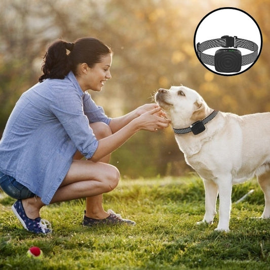 collier de dressage pour chien