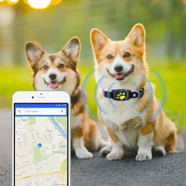 collier gps pour chien