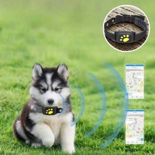 collier gps pour chien