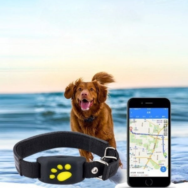 collier gps pour chien