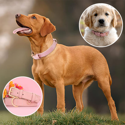 collier pour chien 