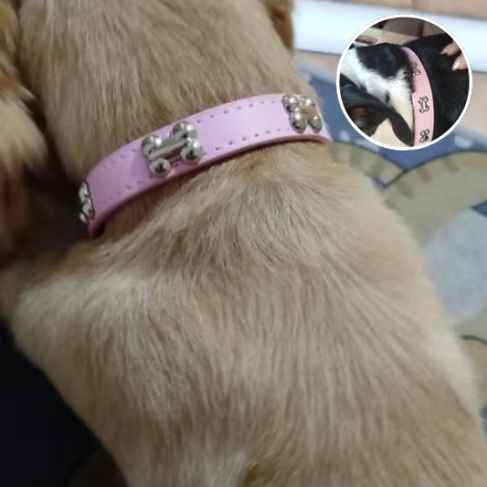 collier pour chien