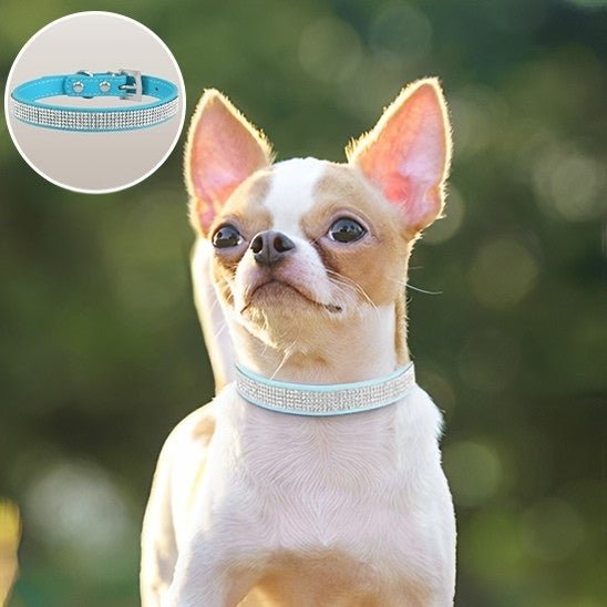 collier pour chien