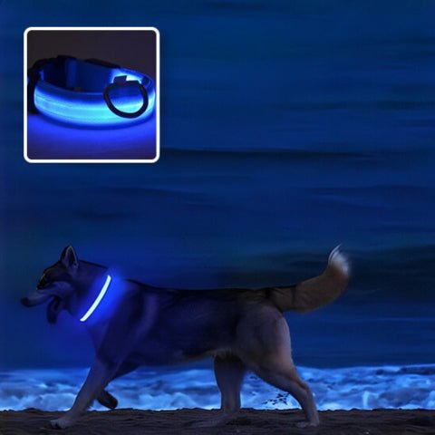 collier-pour-chien