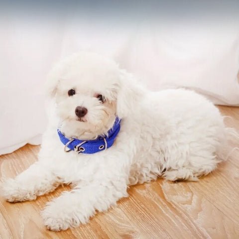 collier pour chien