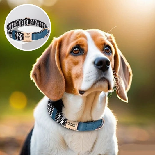 collier pour chien