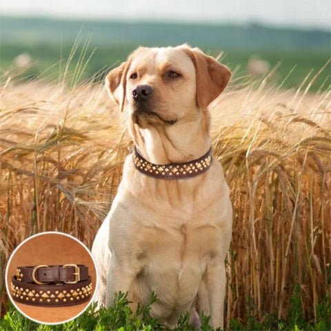 collier pour chien
