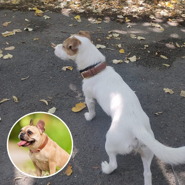 collier pour chien 