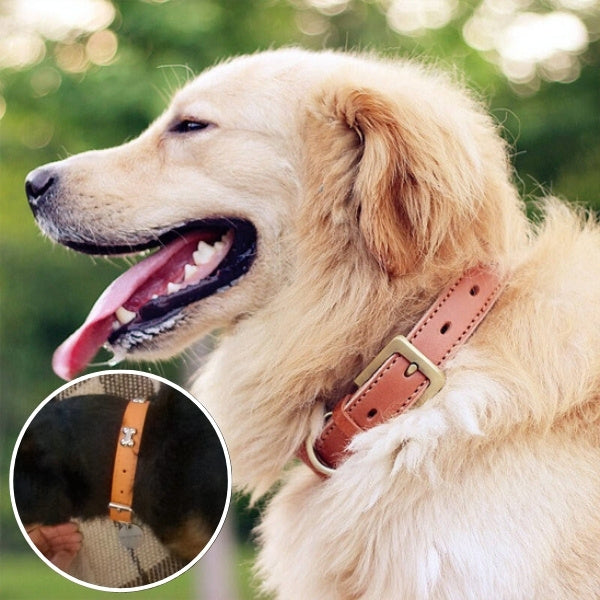 collier pour chien 