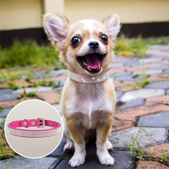 collier pour chien