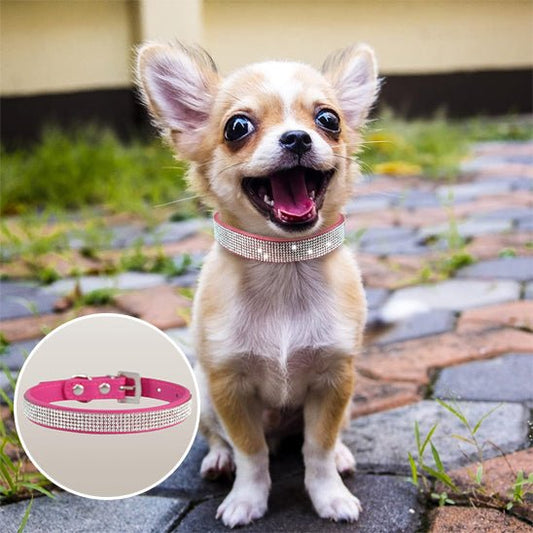 collier pour chien