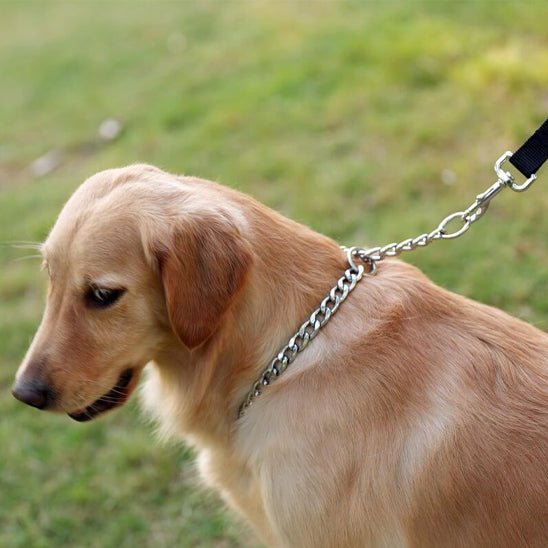collier pour chien