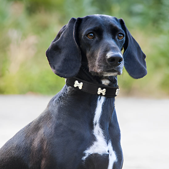 collier pour chien 