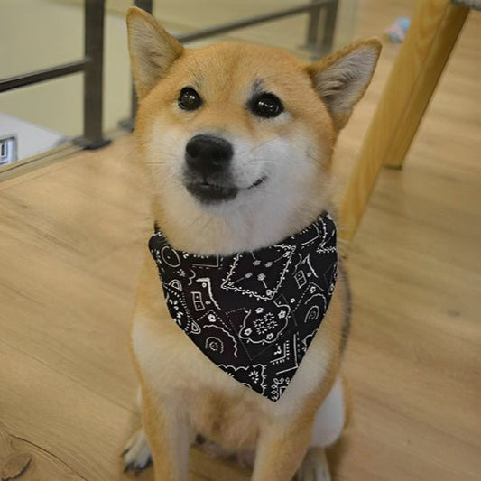 collier pour chien
