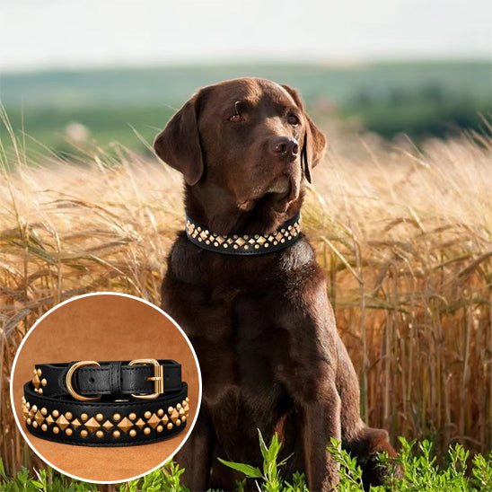collier pour chien