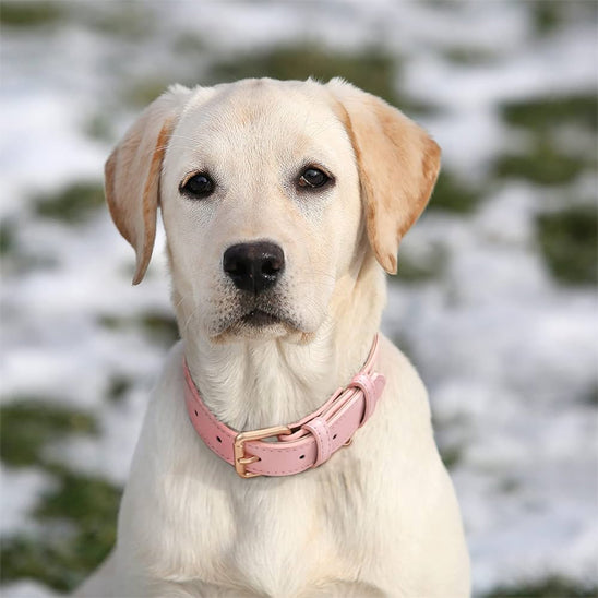 collier pour chien 