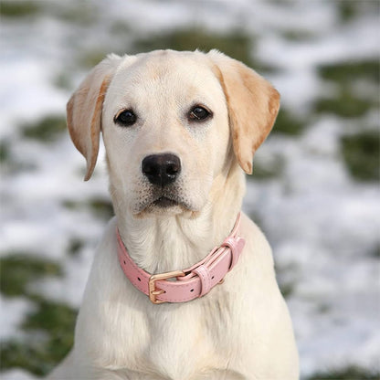 collier pour chien 