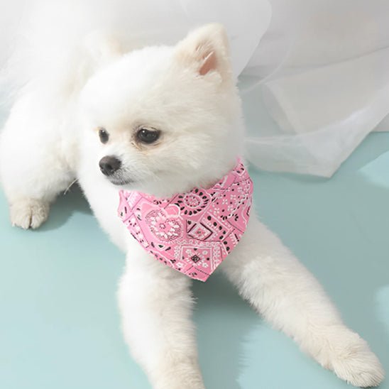 collier pour chien