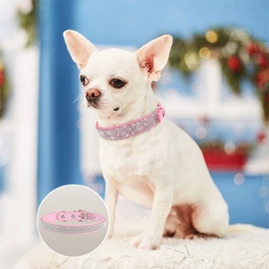 collier pour chien