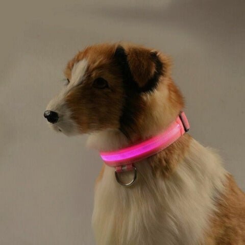 collier-pour-chien