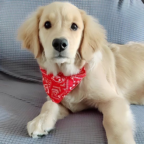 collier pour chien