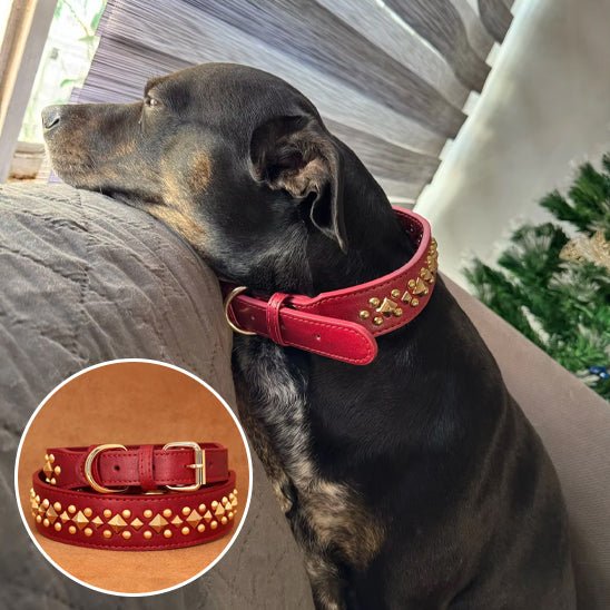 collier pour chien