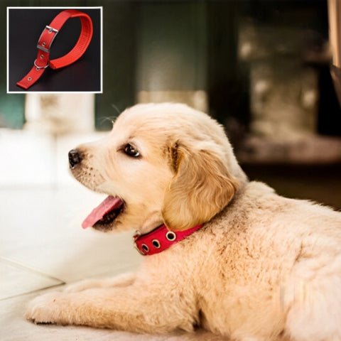 collier pour chien