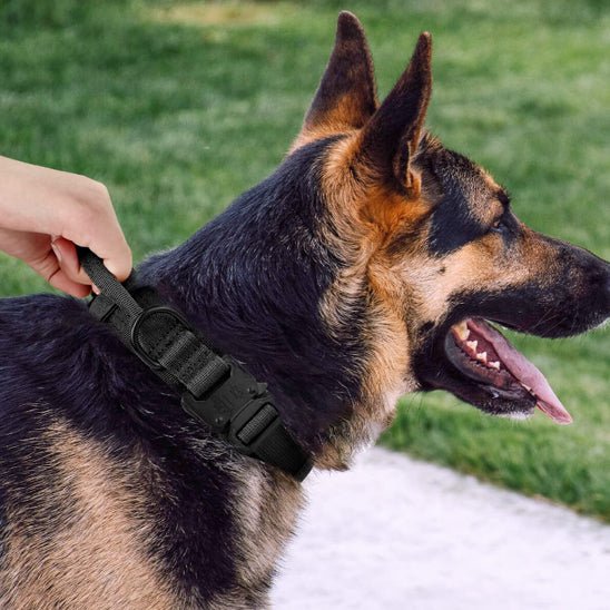 collier pour chien