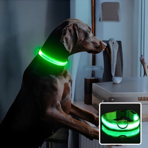 collier-pour-chien