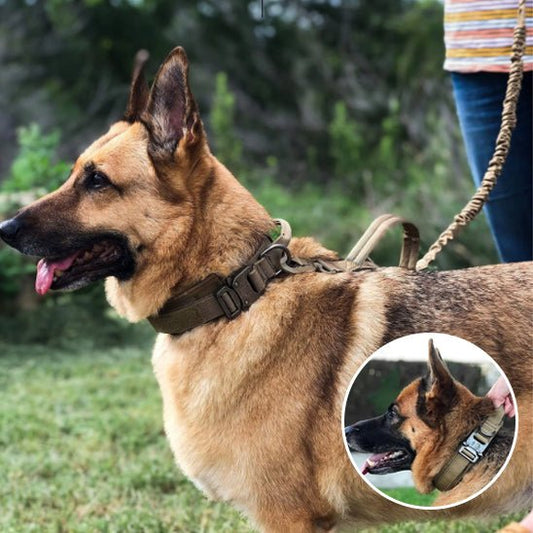 collier pour chien