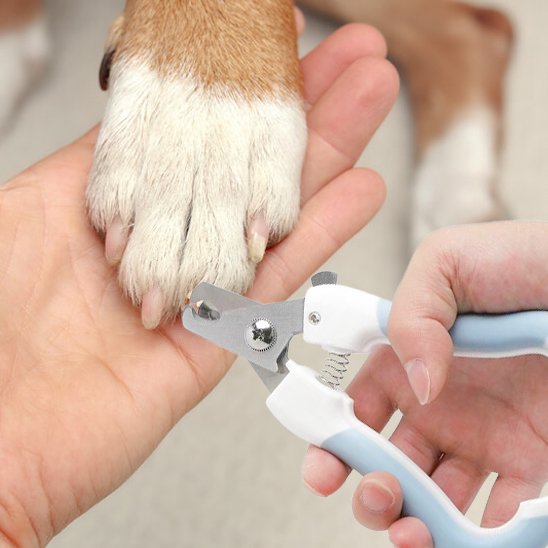 coupe griffe pour chien