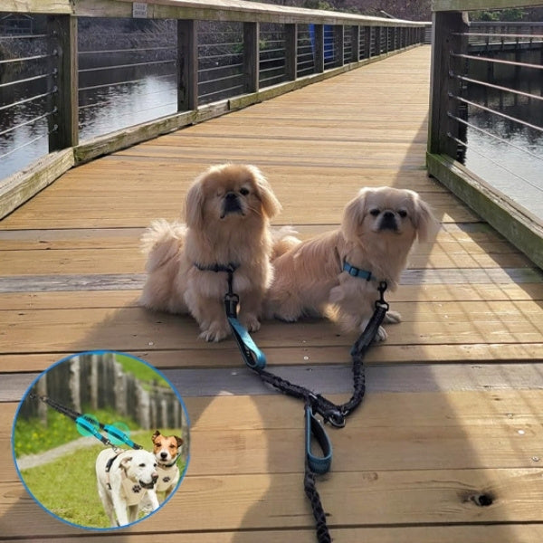 double laisse pour chien 