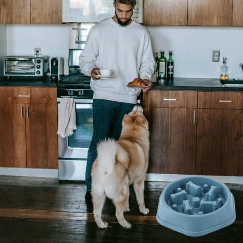 gamelle-pour-chien