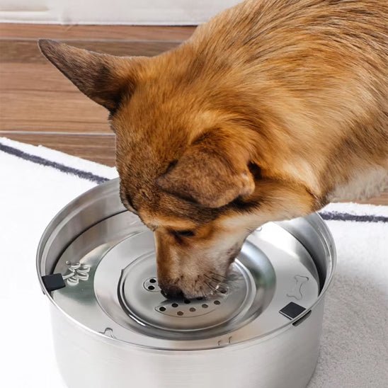 gamelle pour chien
