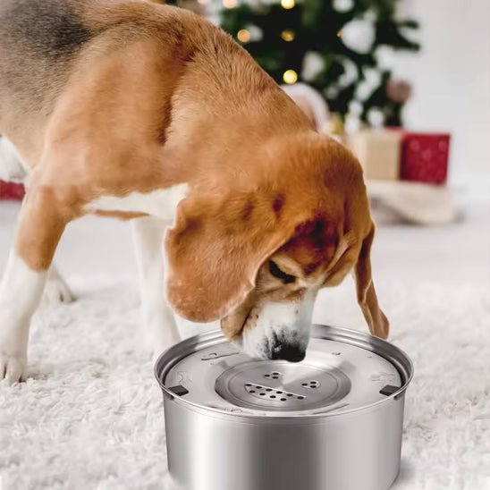 gamelle pour chien
