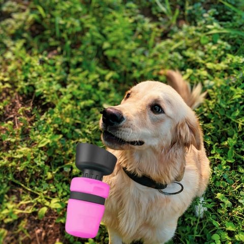 gourde pour chien