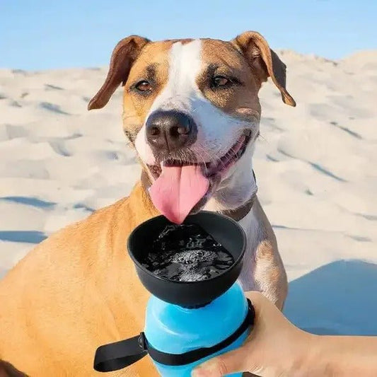 gourde pour chien