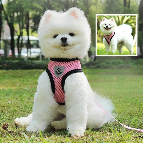 harnais pour chien
