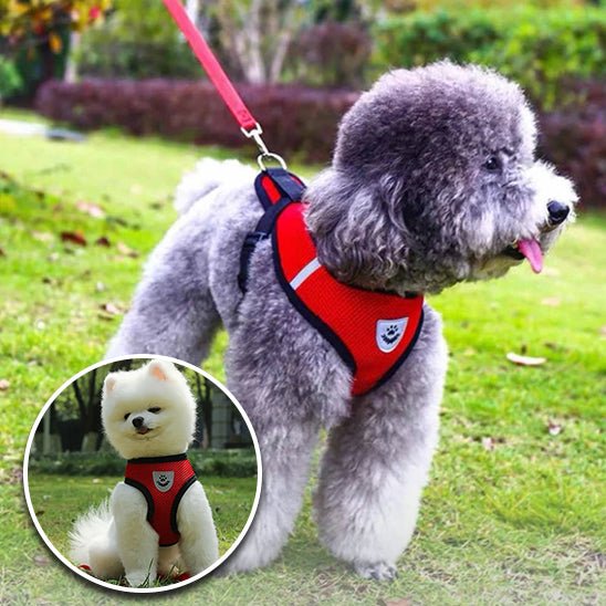 harnais pour chien