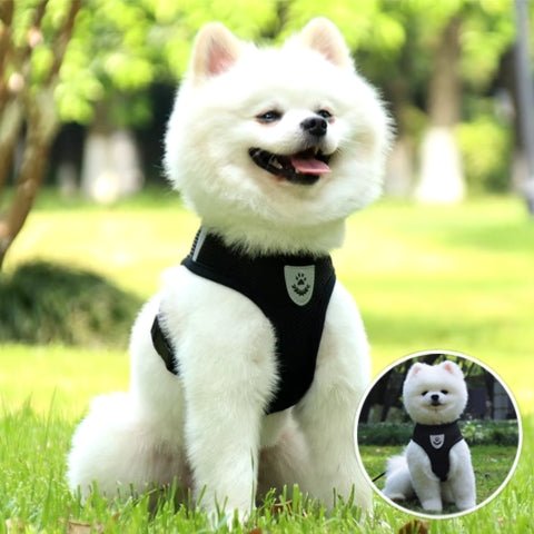harnais pour chien
