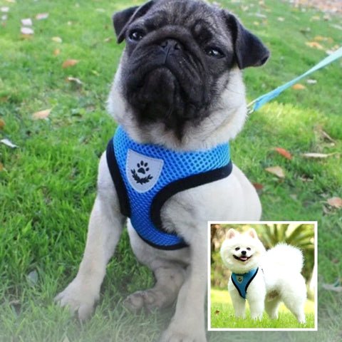 harnais pour chien