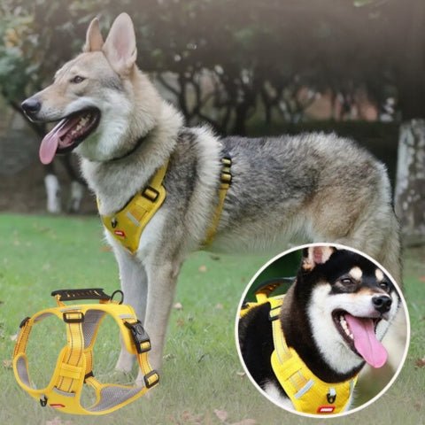 harnais pour chien