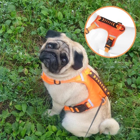 harnais pour chien