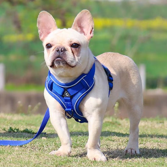 harnais pour chien