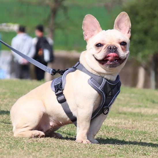 harnais pour chien