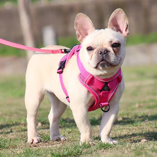 harnais pour chien