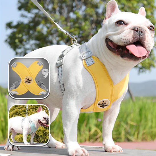 harnais pour chien