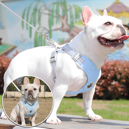 harnais pour chien